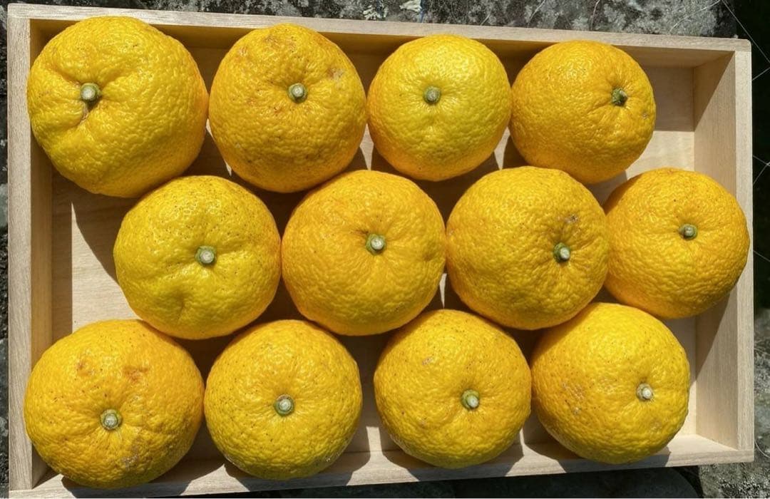完全無農薬　柚子　ゆず　箱込み10kgちょっと入ります！
