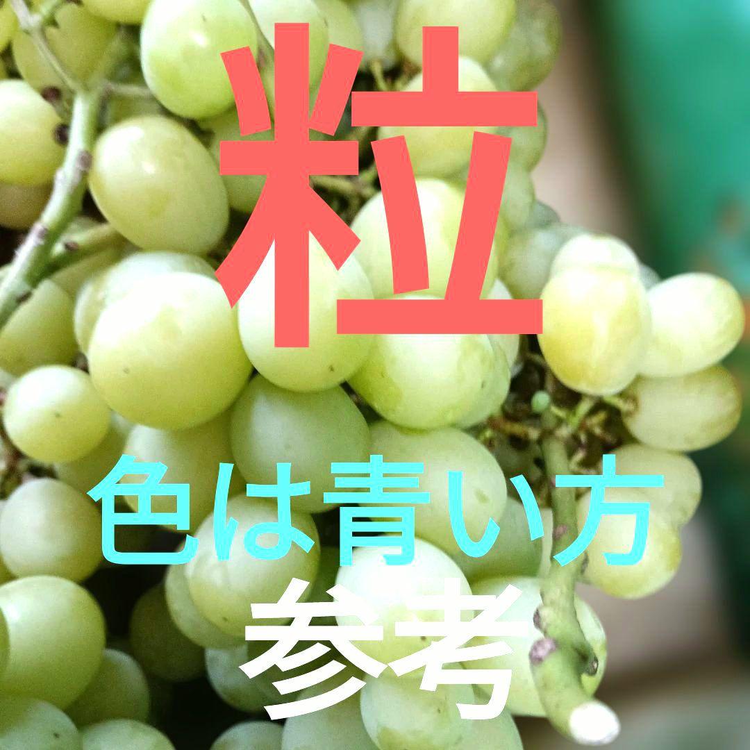 シャインマスカッ写真青色参考の、徳用5.5キロ入りの粒バック入りになります。