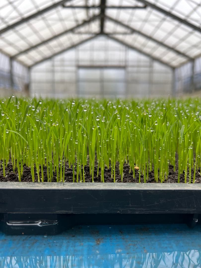 ☆ねこ☆【令和7年産】【一等米】新潟県産従来品種コシヒカリ精米20kg