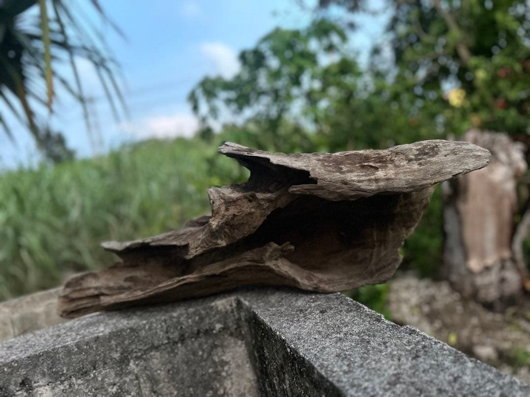 流木 インテリアやアクアリウムにオススメ