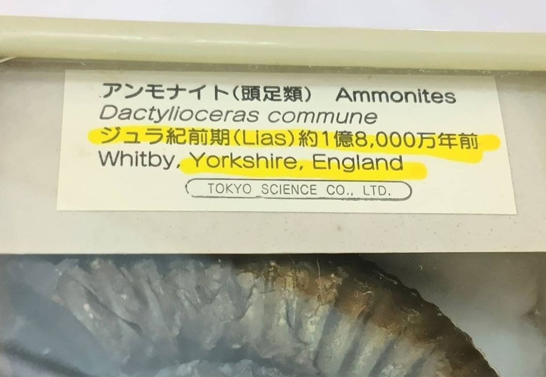 アンモナイト　化石　ジュラ紀前期　ケース入り　インテリア 置物　アンティーク