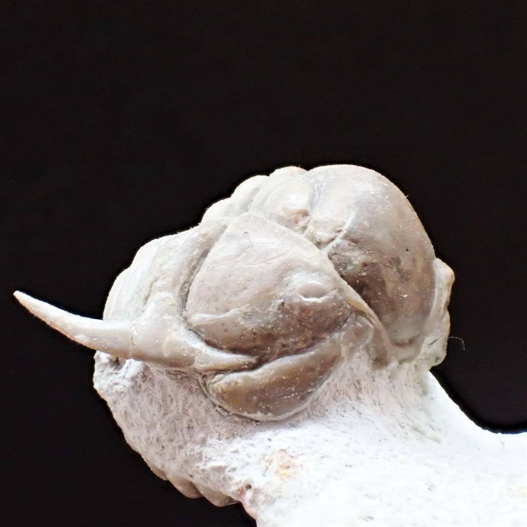 三葉虫の化石 美麗 キルトメトプス 本物保証