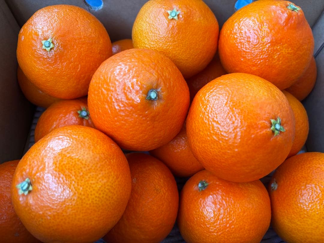 愛華28号（紅まどんな同一品種）3L、5kg×2