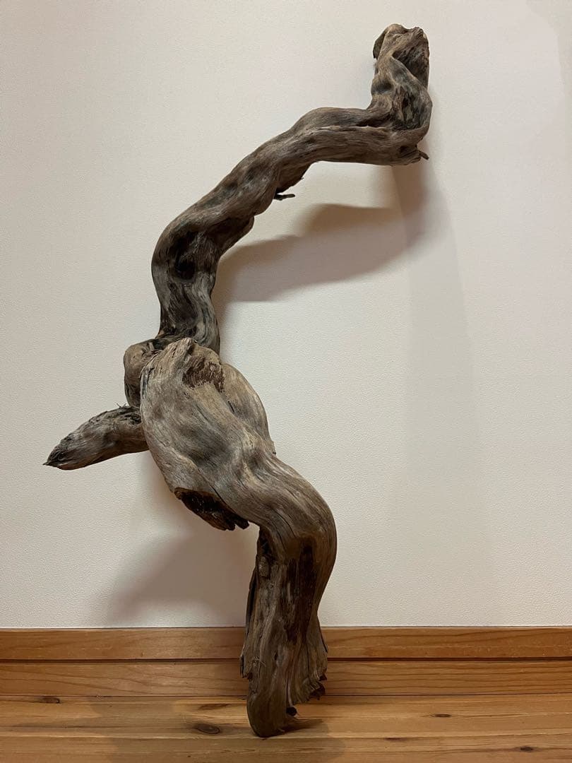 大型　流木【2129】