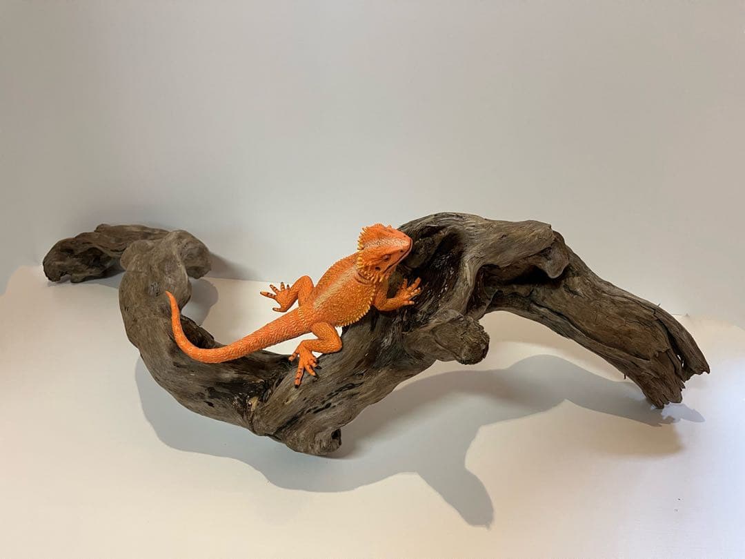 大型　流木【2129】