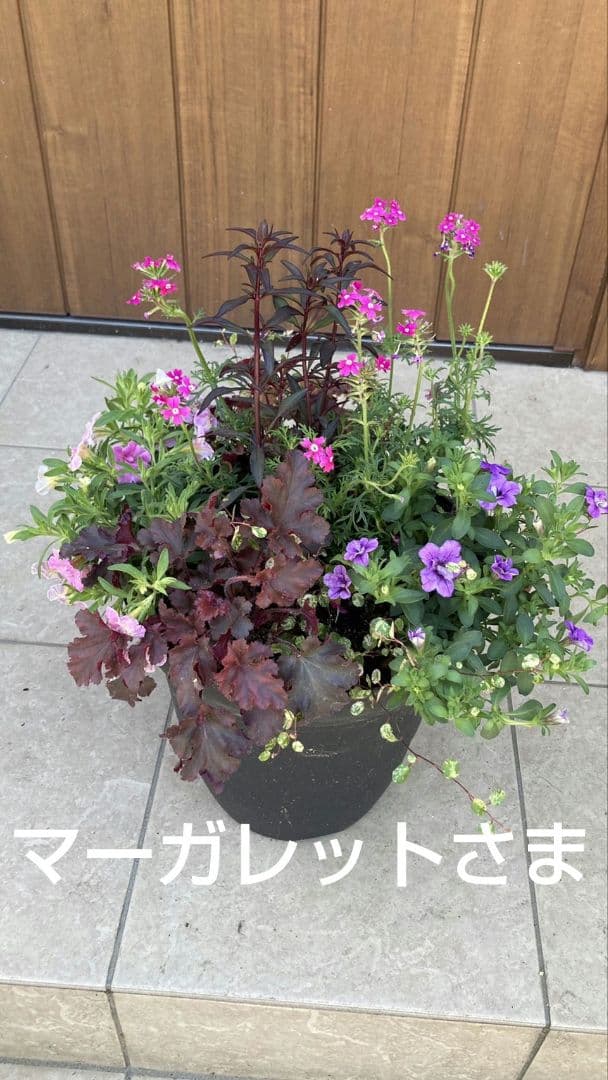 マーガレットさま