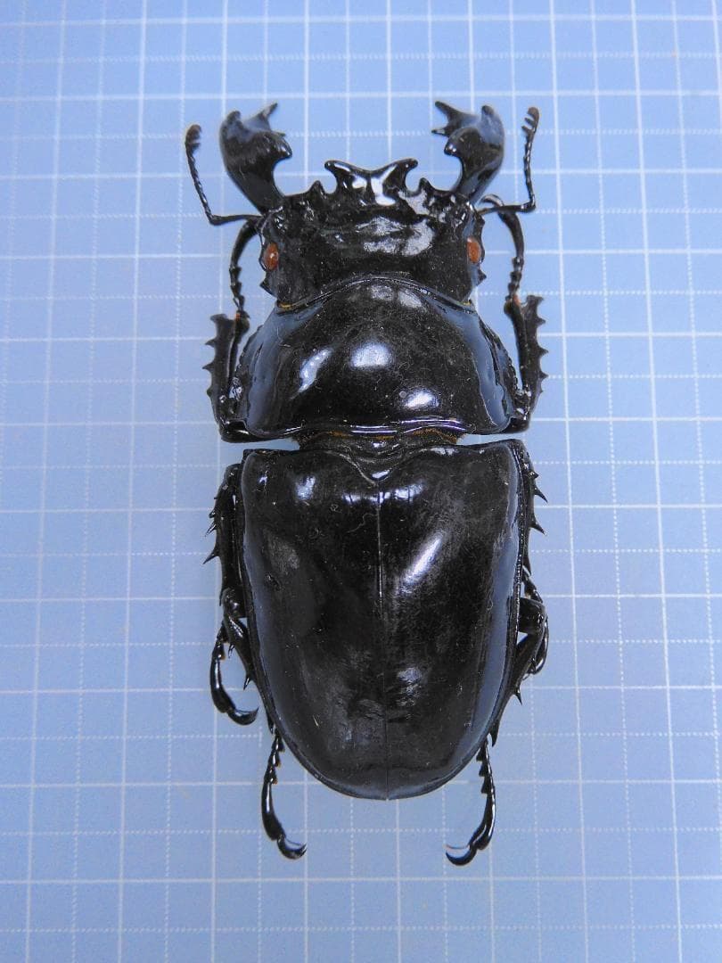 標本 Uganda Mesotopus imperator 80mm