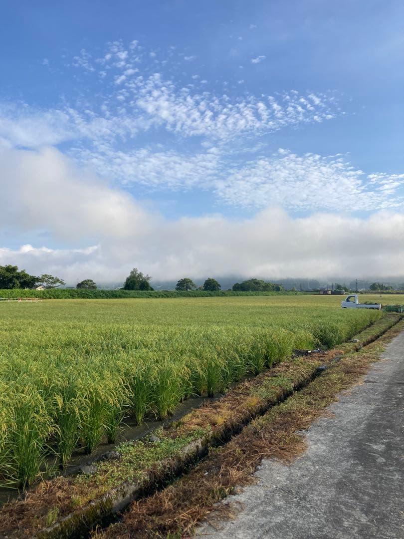 令和7年魚沼産コシヒカリ精米30kg