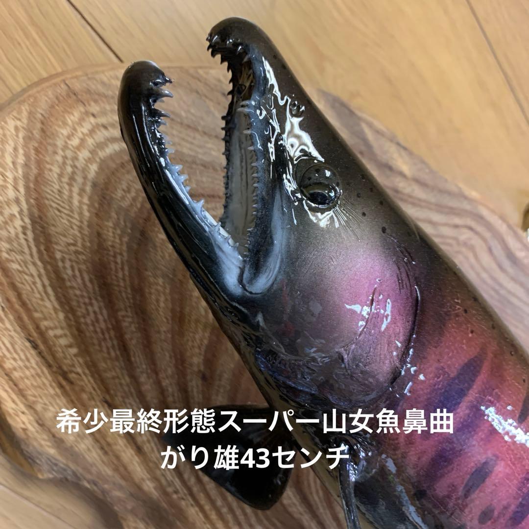 剥製エフクラフト　最終形態鼻曲がり雄43センチパーマーク