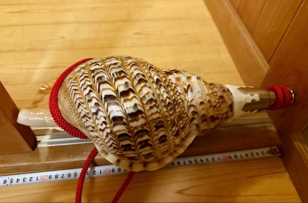 特大41.5㎝修験道法螺貝　山伏　密教　魔除け　赤紐付き　ほら貝