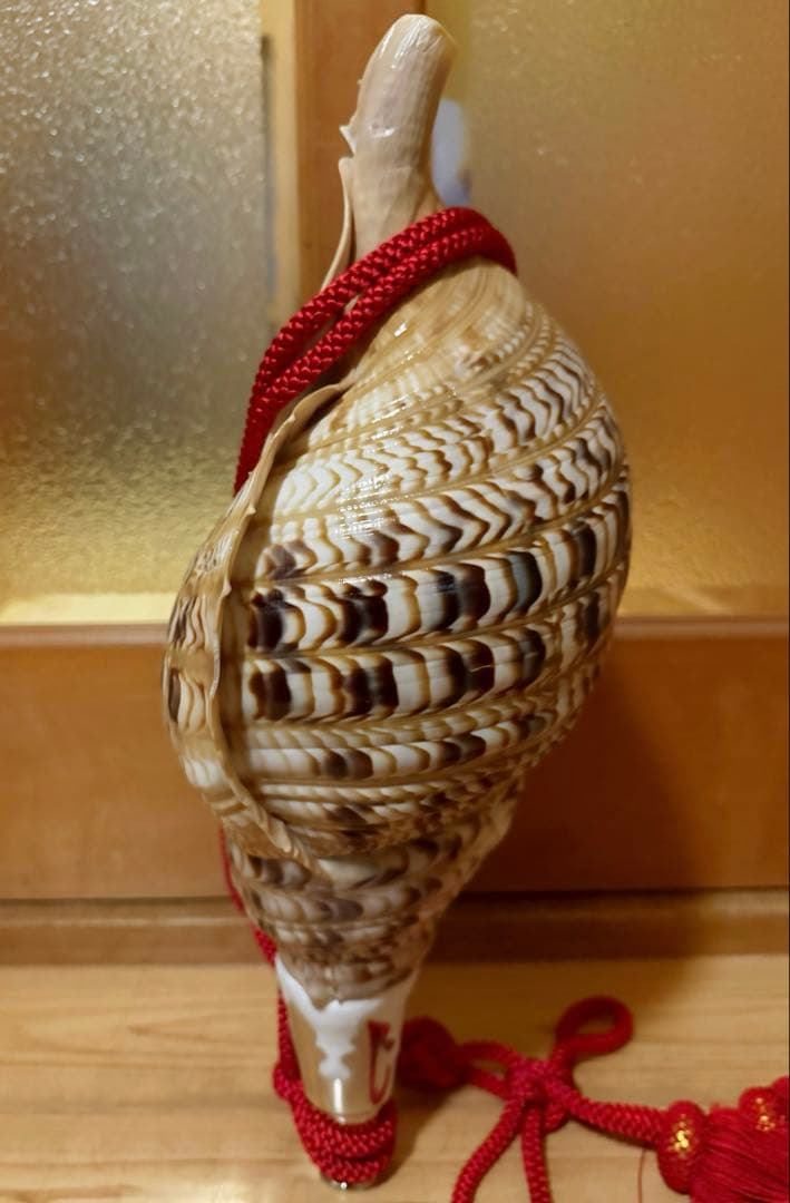 特大41.5㎝修験道法螺貝　山伏　密教　魔除け　赤紐付き　ほら貝