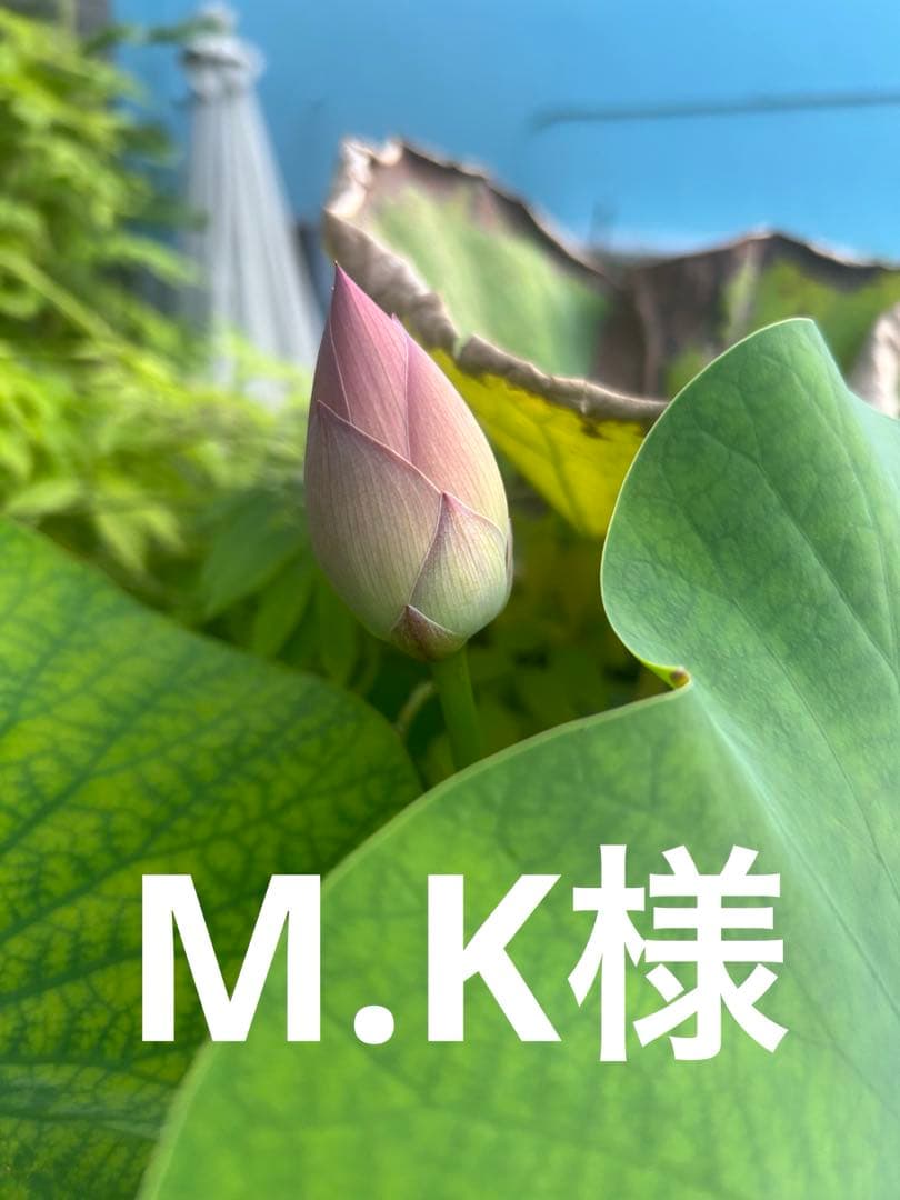 M・K様