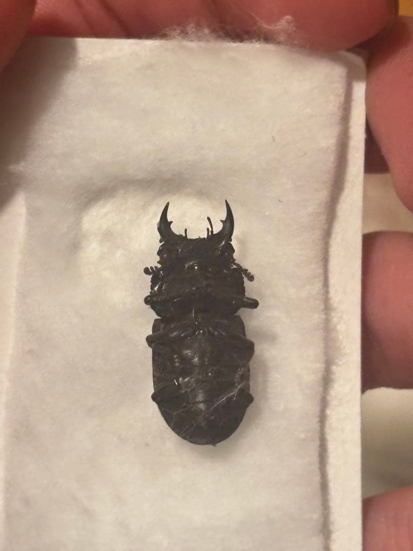 希少　カザリツノクワガタ　標本　昆虫標本