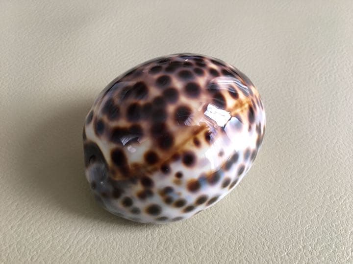 ハワイ　宝貝　ホシダカラ　約10cm 標本