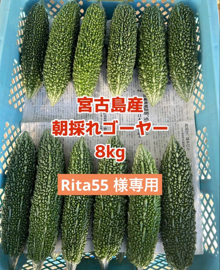 Rita55  宮古島産 ゴーヤー 8kg