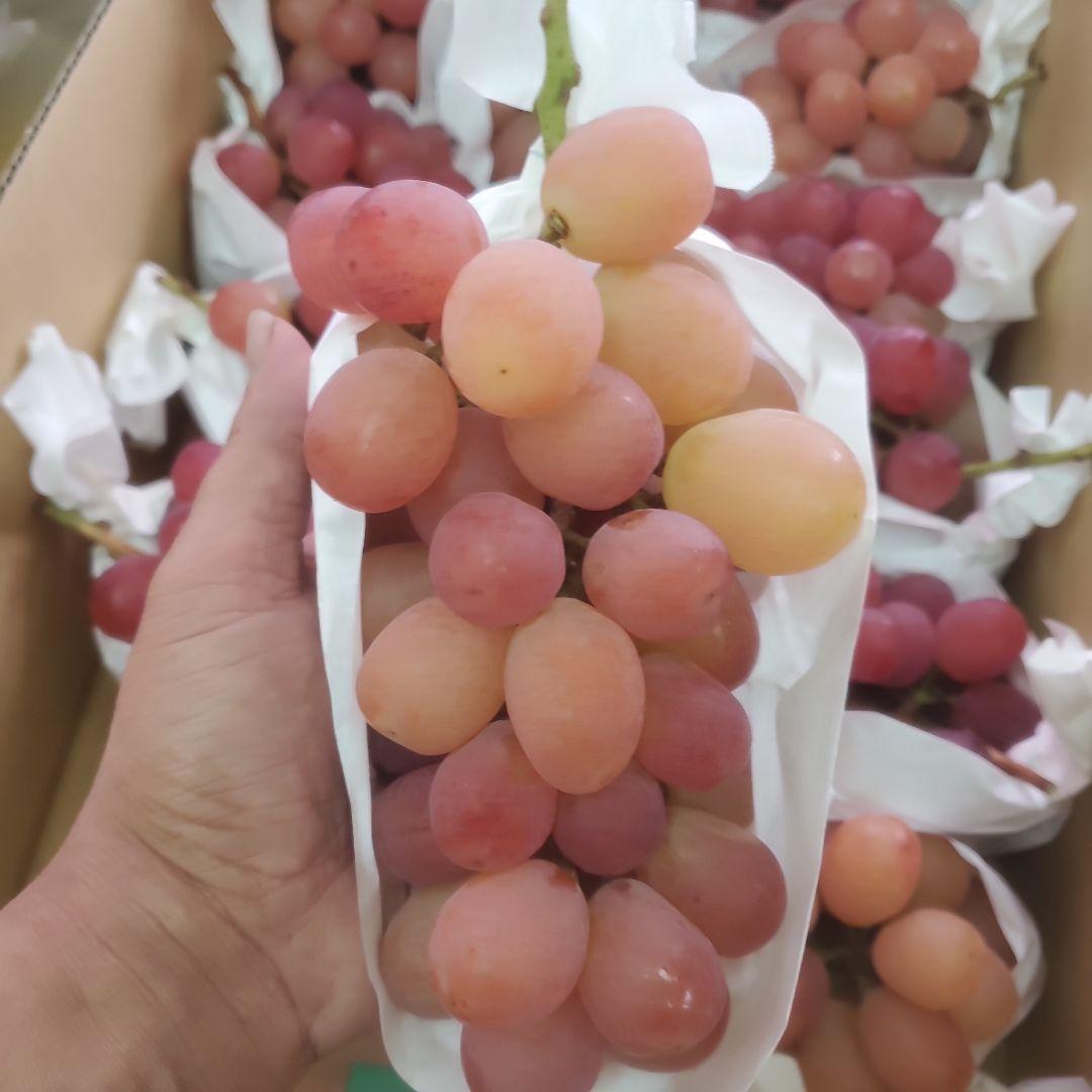 1⃣1⃣ 山梨県産 サンシャインレッド １２房入り 箱込み5.7キロ