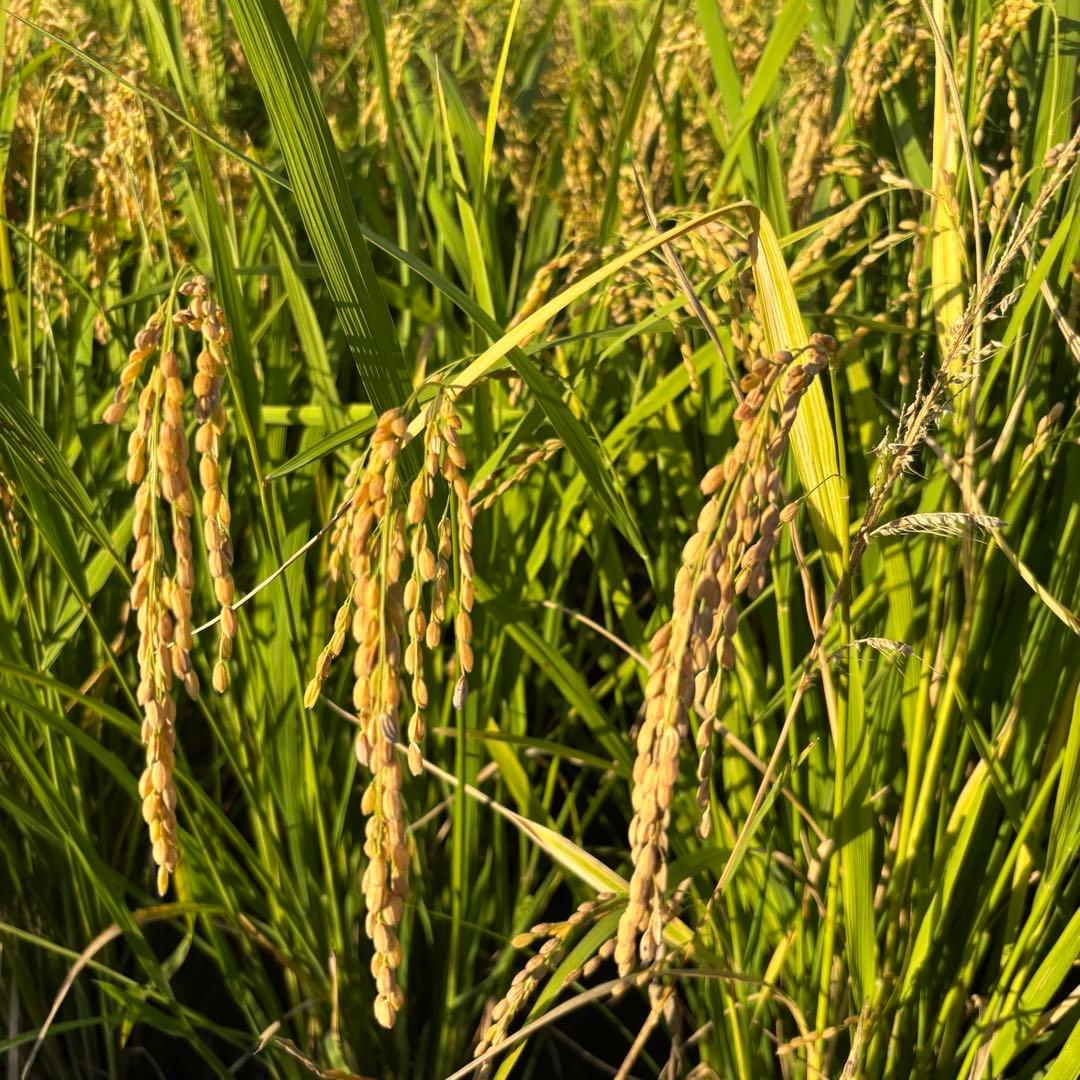 日本晴　自然栽培　玄米　20kg