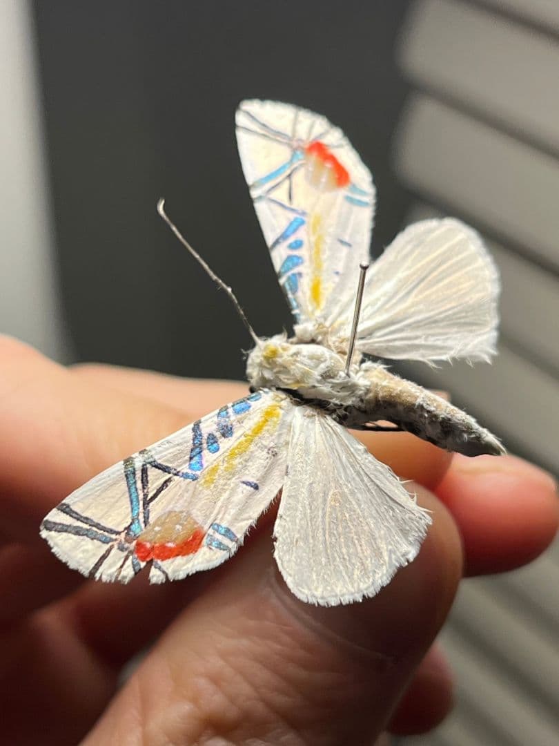 【初展翅C品】ピカソモスタナバタユタカヤガ蛾ルナモスミズアオ