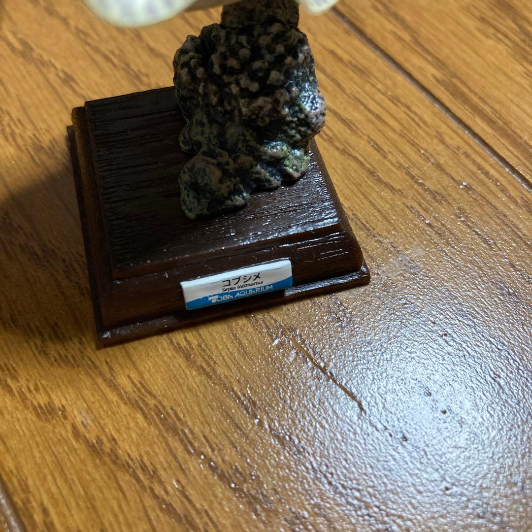 ネイチャーテクニカラー　コブシメ　鳥羽水族館