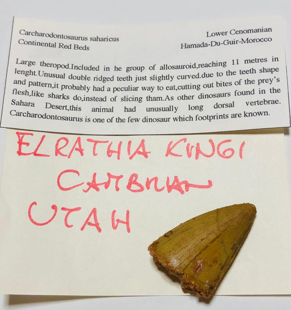 カルカドントサウルス　歯　化石