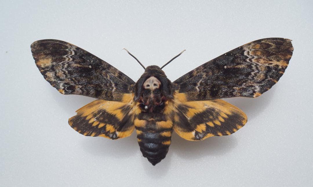 クロメンガタスズメ（国産）