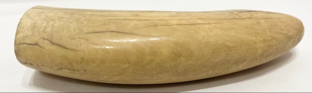 鯨の歯 牙 マッコウクジラ 重量約218g 杖材
