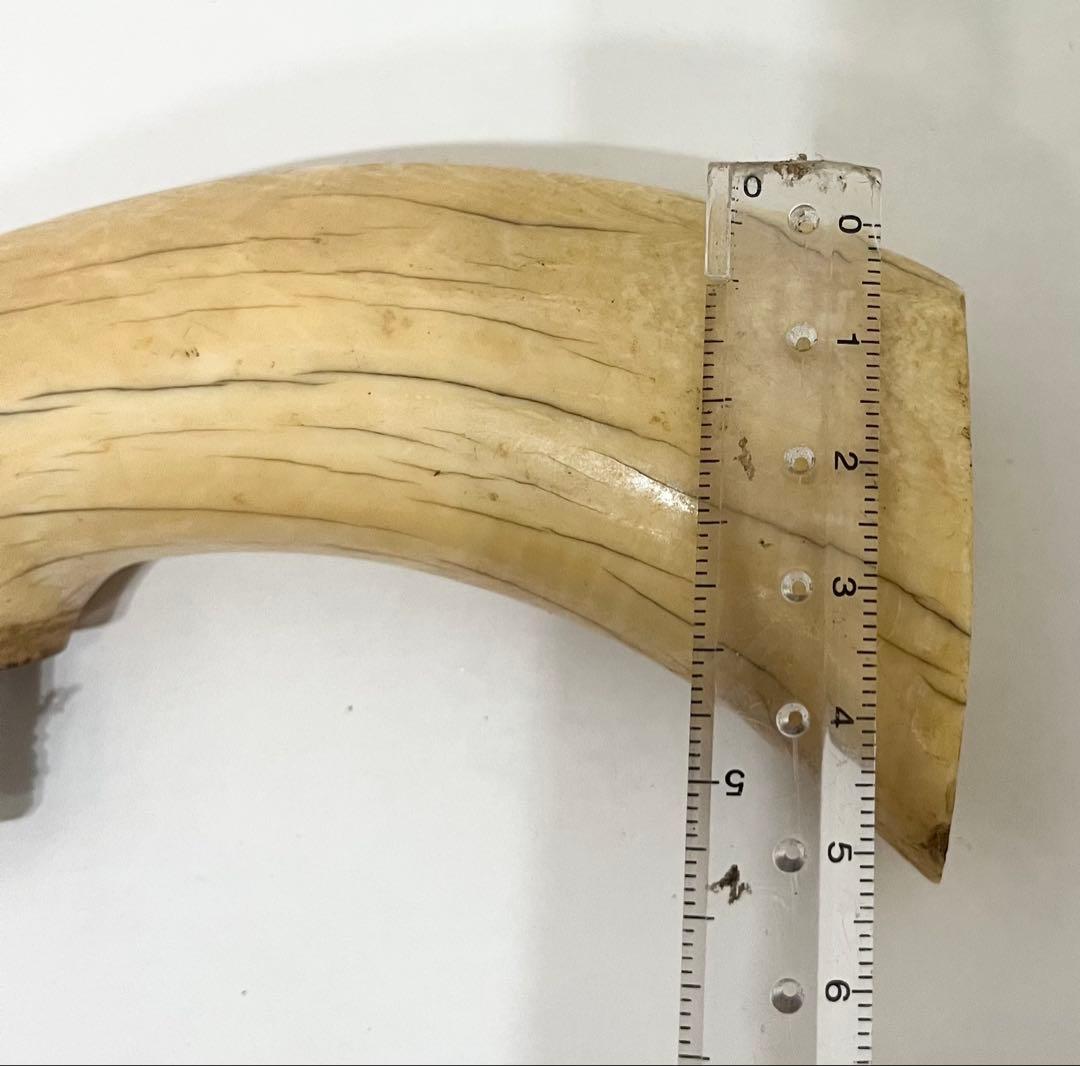 鯨の歯 牙 マッコウクジラ 重量約218g 杖材