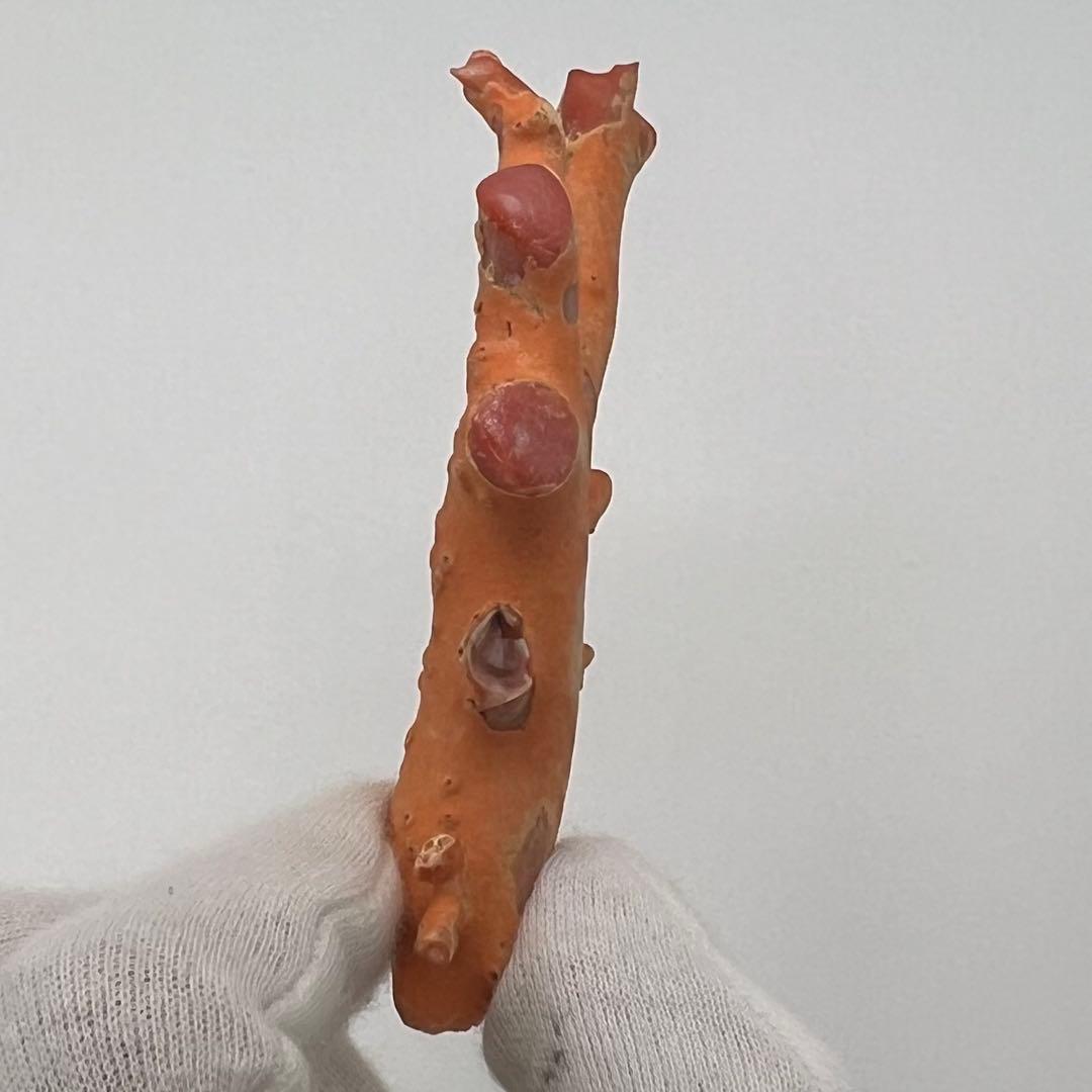 希少　桃色珊瑚　原木　本珊瑚　コーラル　標本　素材　彫刻材