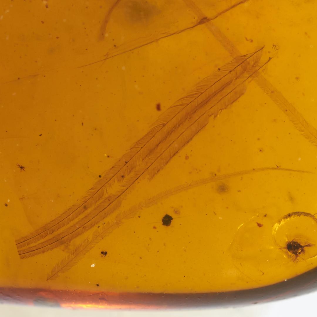 レア極上品 PA0018虫入り琥珀化石　ミャンマーカムティかタナイ9900万年前