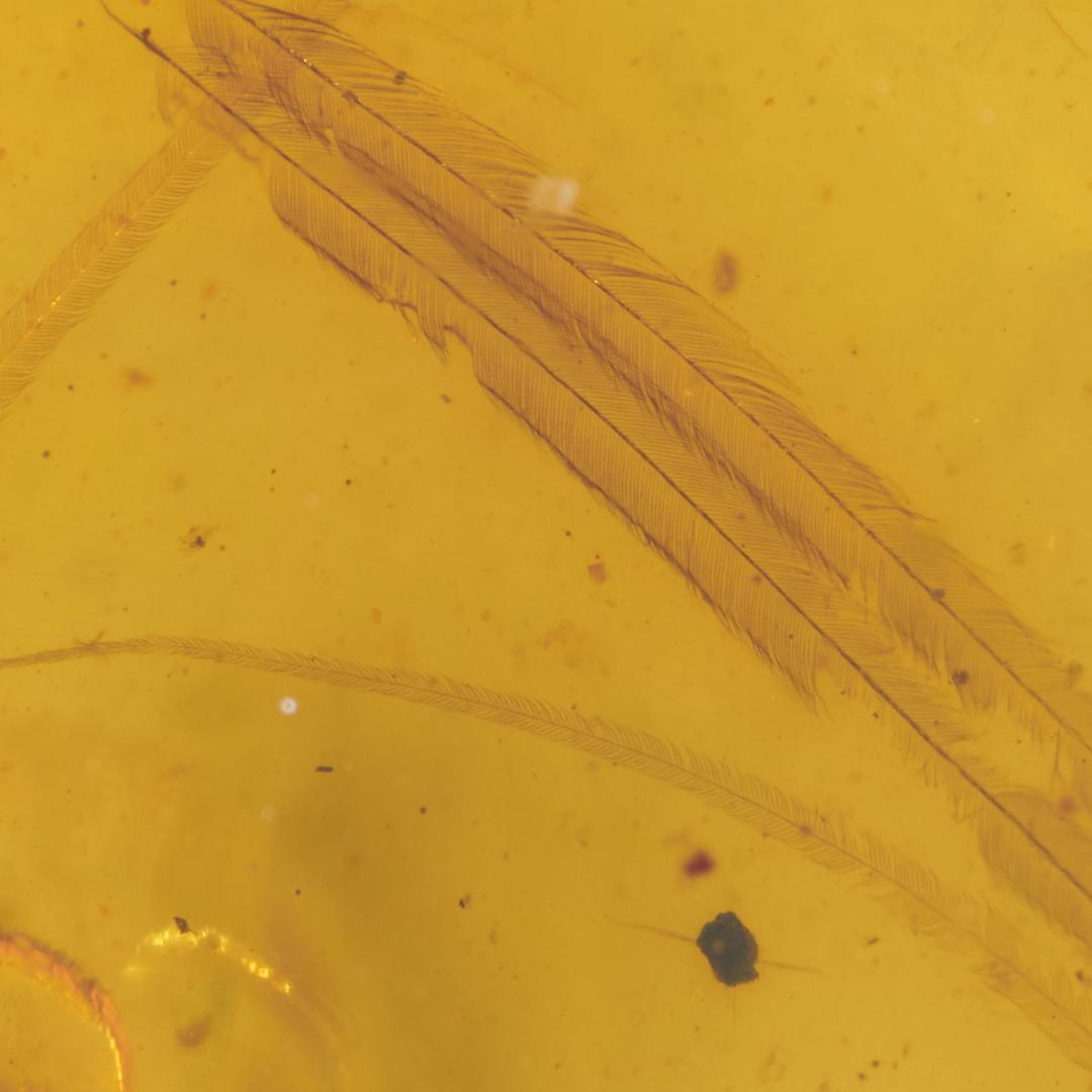 レア極上品 PA0018虫入り琥珀化石　ミャンマーカムティかタナイ9900万年前