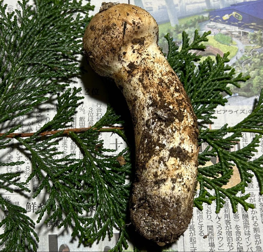 ☆信州産松茸☆今現在約90グラム☆まつたけ☆クール便送料込み☆国産松茸☆