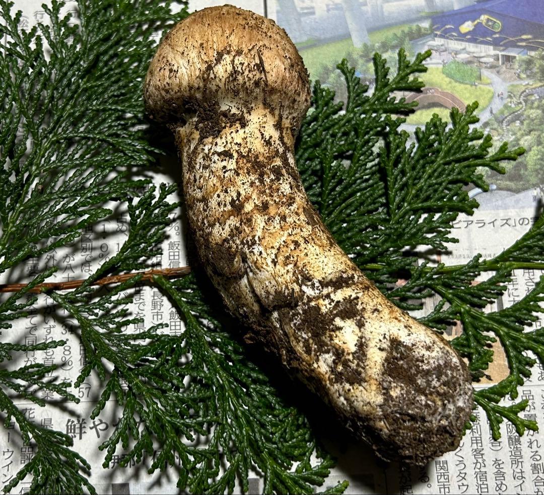 ☆信州産松茸☆今現在約90グラム☆まつたけ☆クール便送料込み☆国産松茸☆
