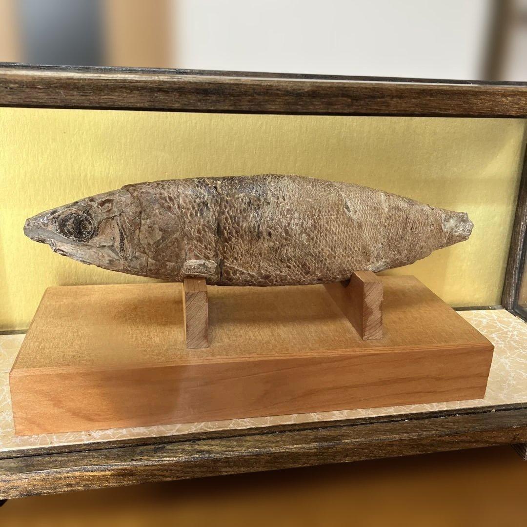 魚の化石（特製スタンド付）