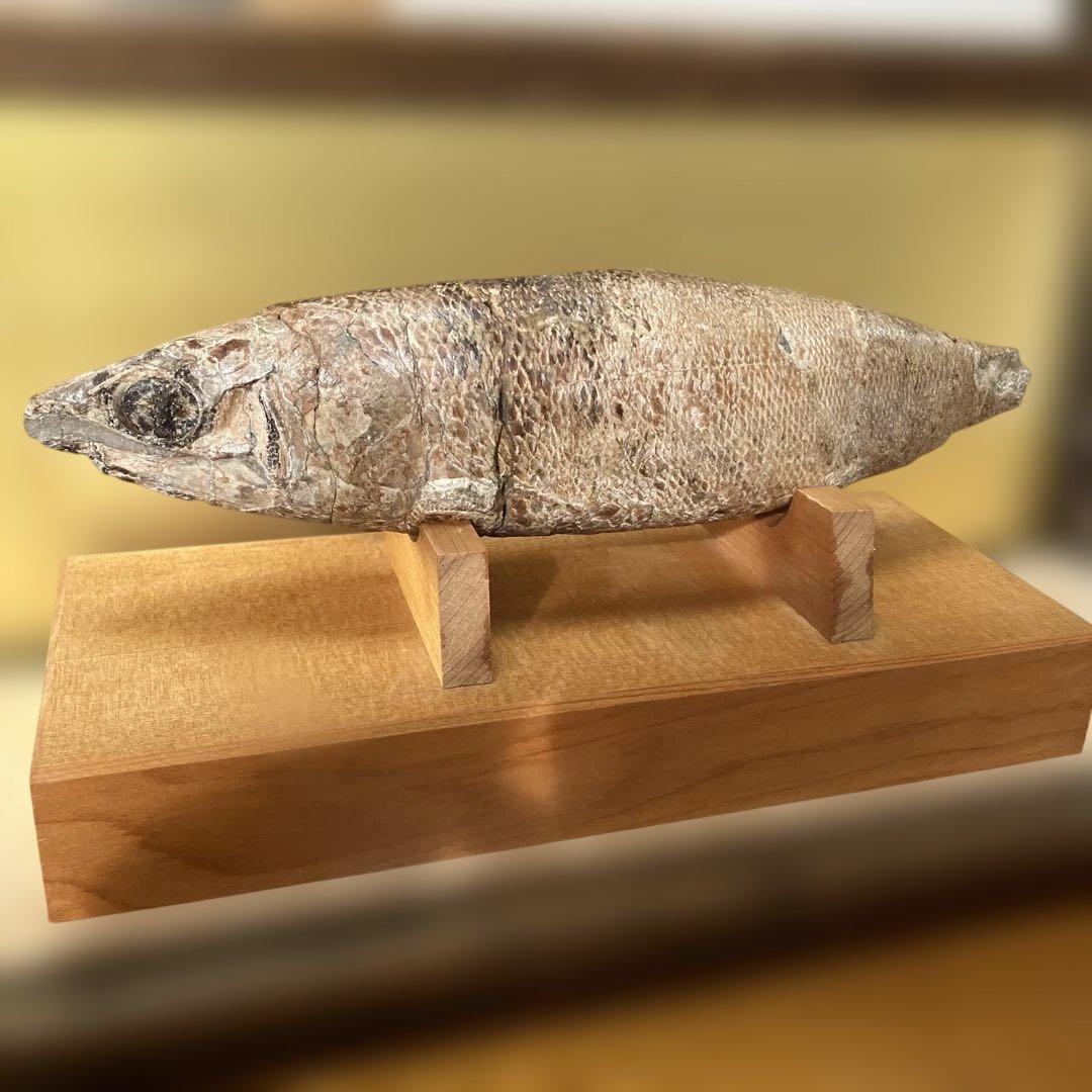 魚の化石（特製スタンド付）