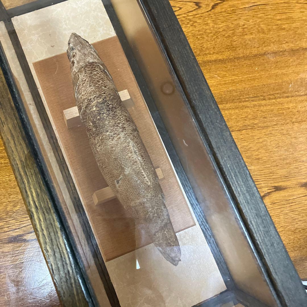 魚の化石（特製スタンド付）