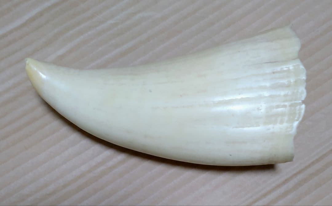 希少・天然素材クジラの歯 長さ約12cm