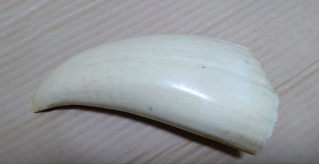 希少・天然素材クジラの歯 長さ約12cm