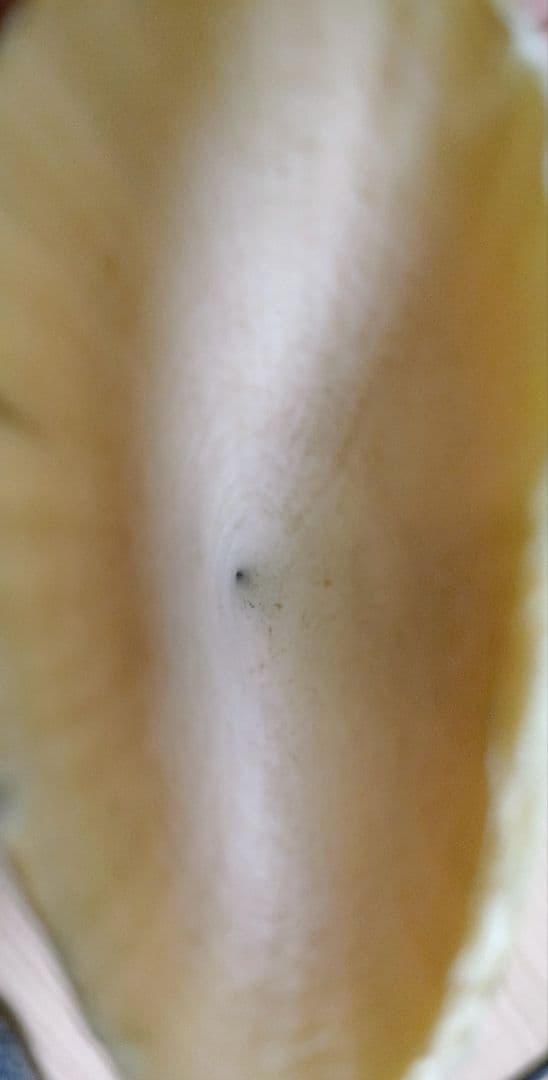 希少・天然素材クジラの歯 長さ約12cm