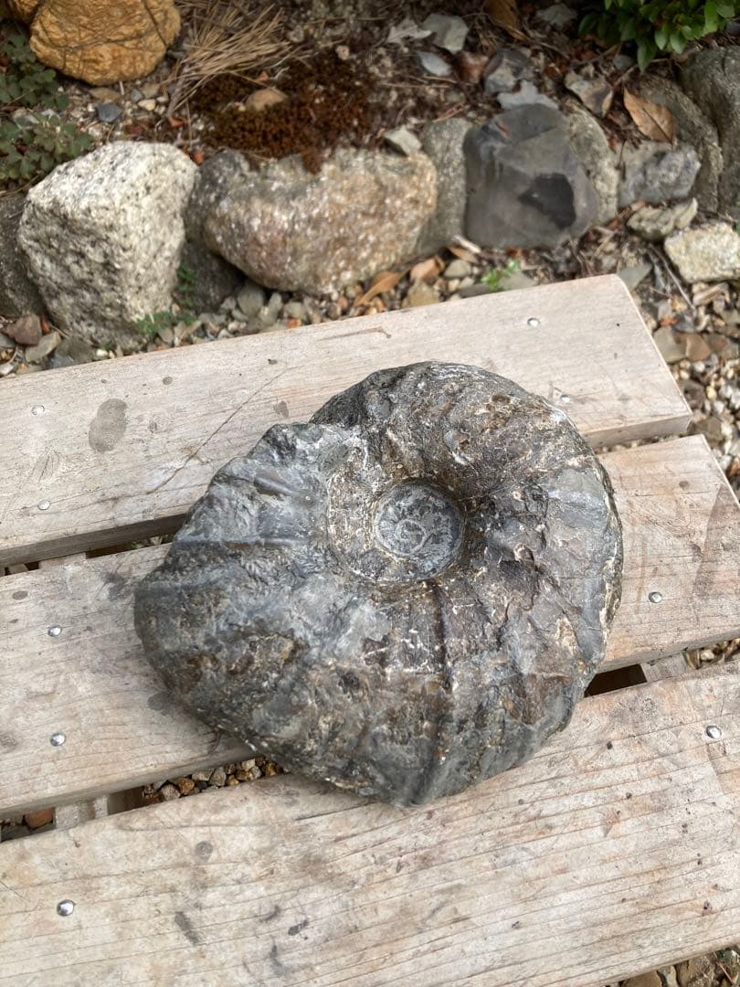 北海道　希産地　アンモナイト　1.7kg 化石