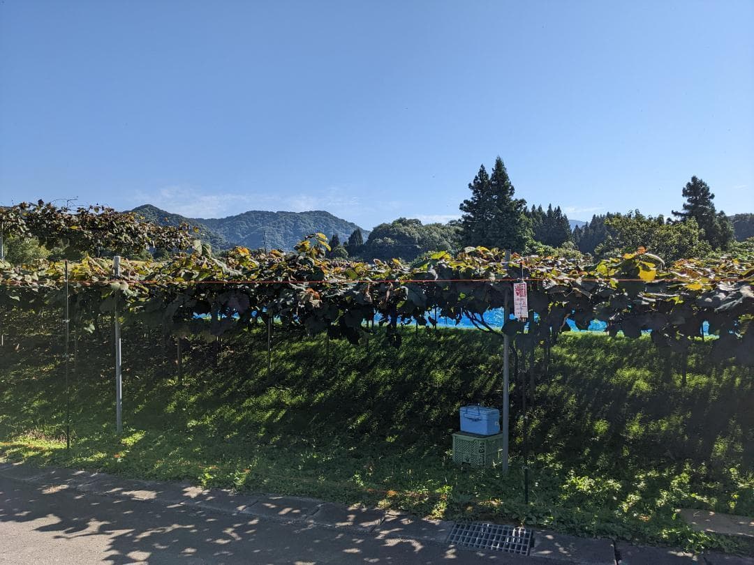 山ぶどう １2㎏　山形県月山山麓産⑨