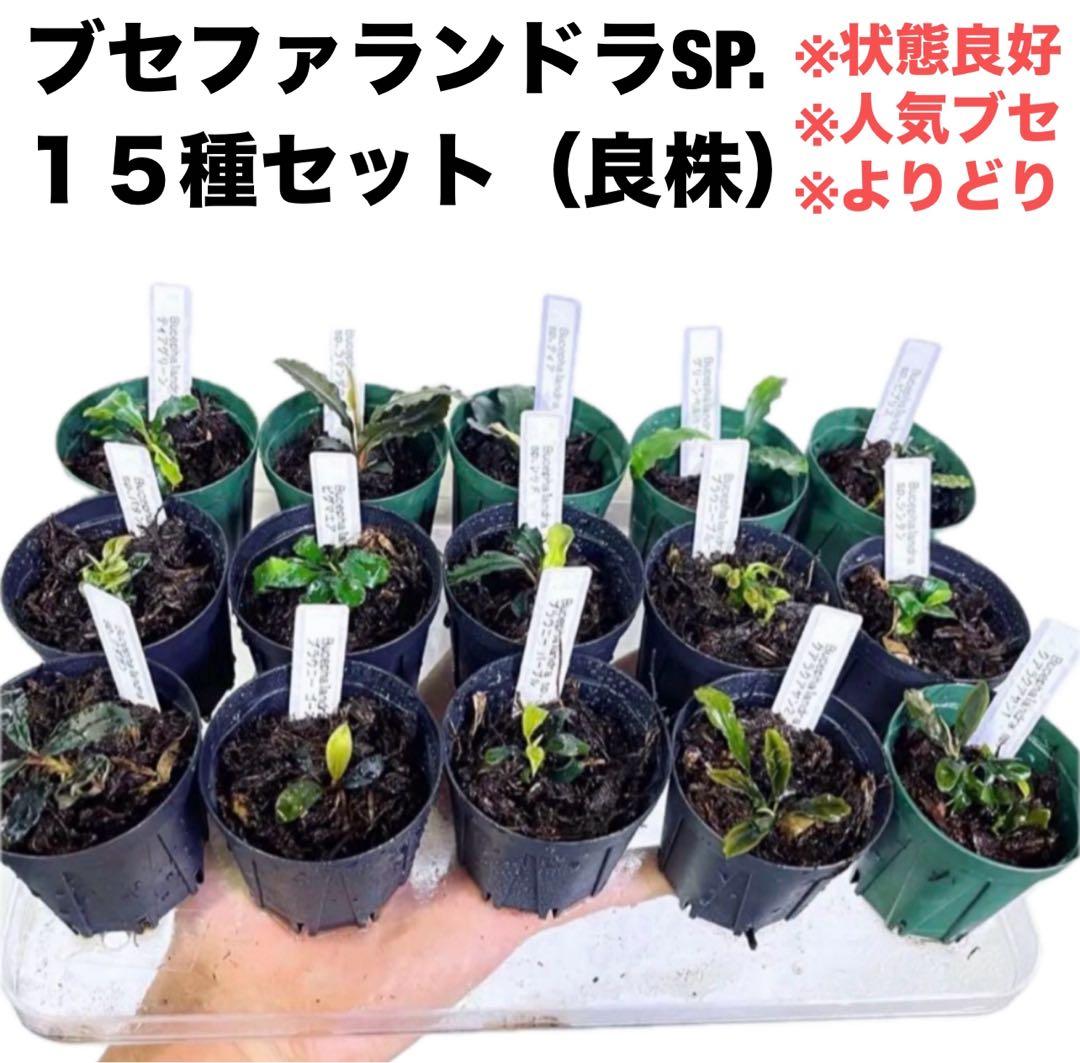 ◆特◆ブセファランドラSP.よりどり15セット（良株） #ブセさかな屋 クダカン