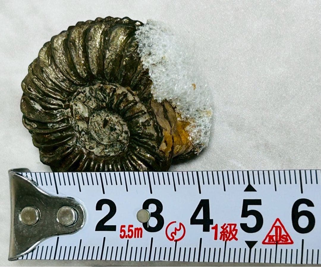 アンモン貝の化石　ドイツ　ニュルンベルク ジュラ紀　【11101m】