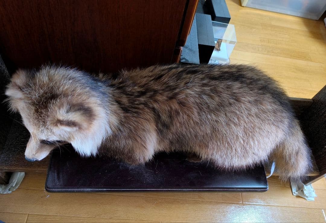 【最終値下】タヌキの剥製【6/25(水)まで】