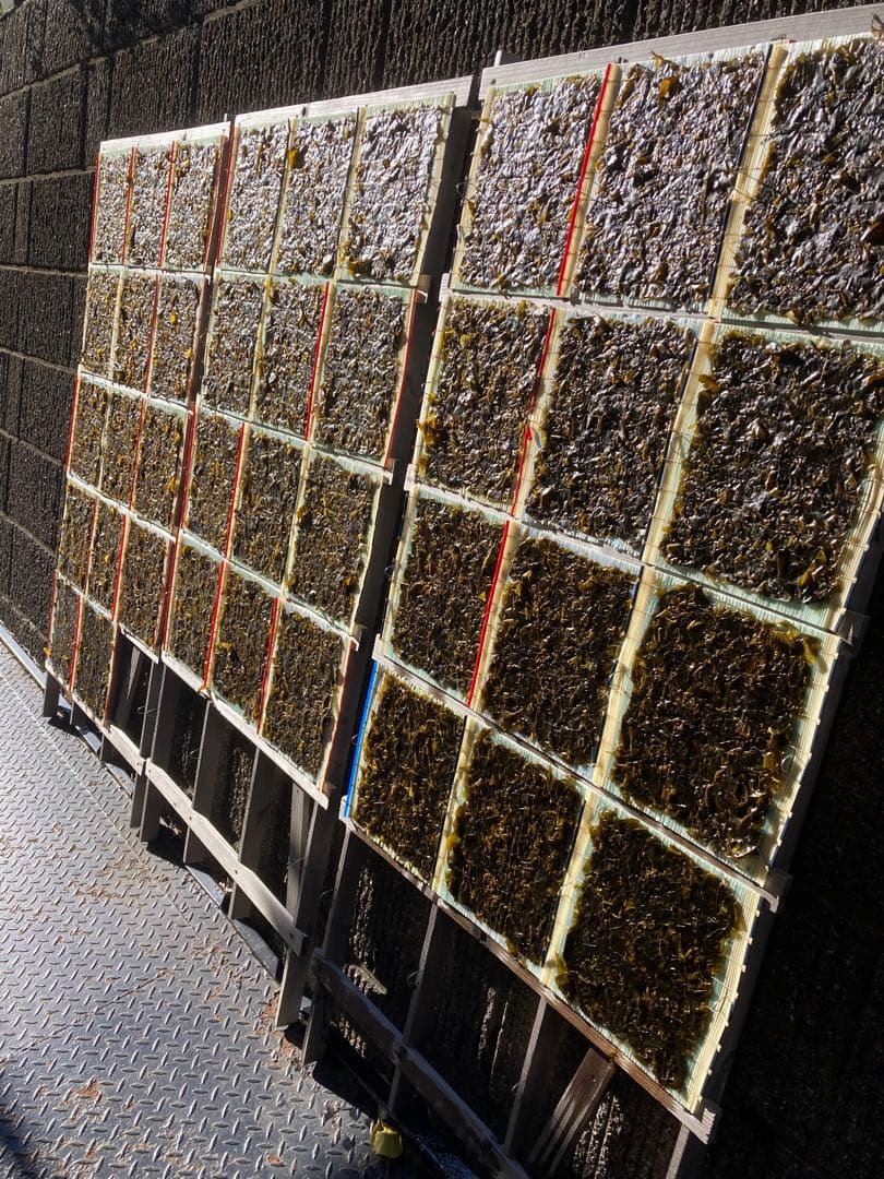 【即日発送】ねこ　新物　希少ハバノリ神奈川三浦松輪幻の岩海苔10枚入り