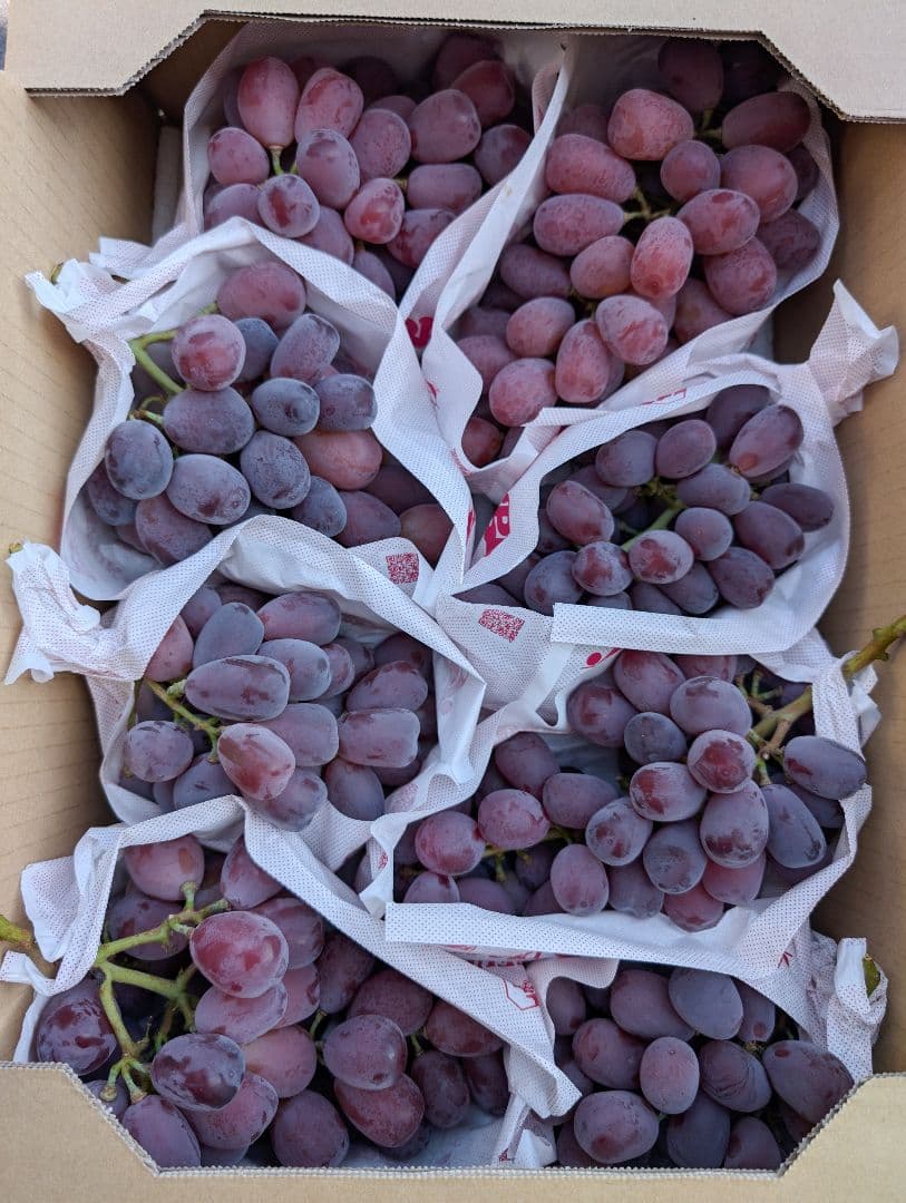 山梨県産ぶどう　美和姫　レッドシャインマスカット8房入り箱込み約5.4kg