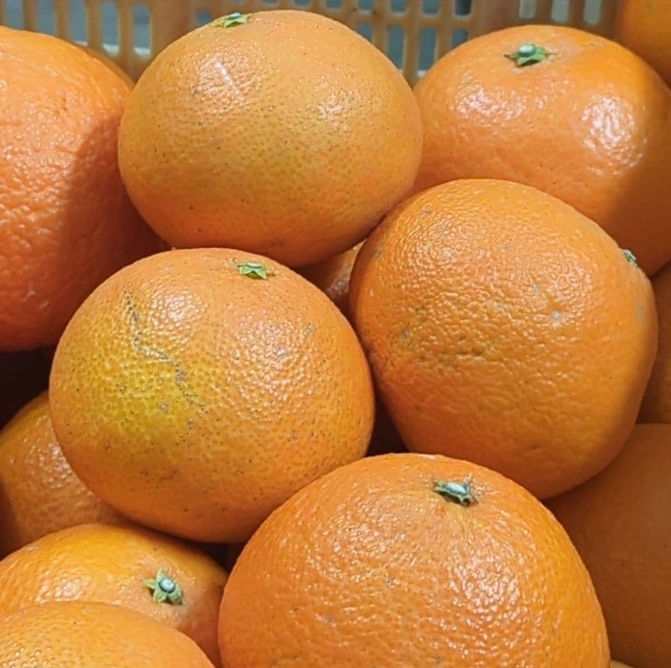 672愛果 まどんな 家庭用 10kg