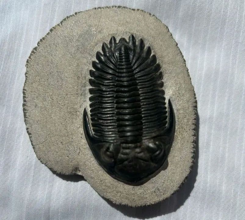 三葉虫モロッコ①ホラドプスhollardops Burtandmimiae