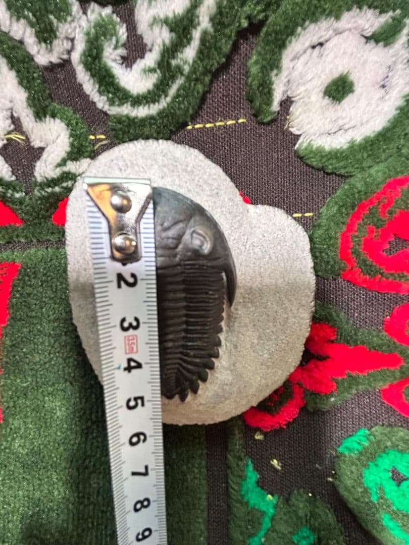 三葉虫モロッコ①ホラドプスhollardops Burtandmimiae