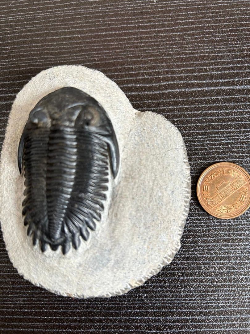 三葉虫モロッコ①ホラドプスhollardops Burtandmimiae