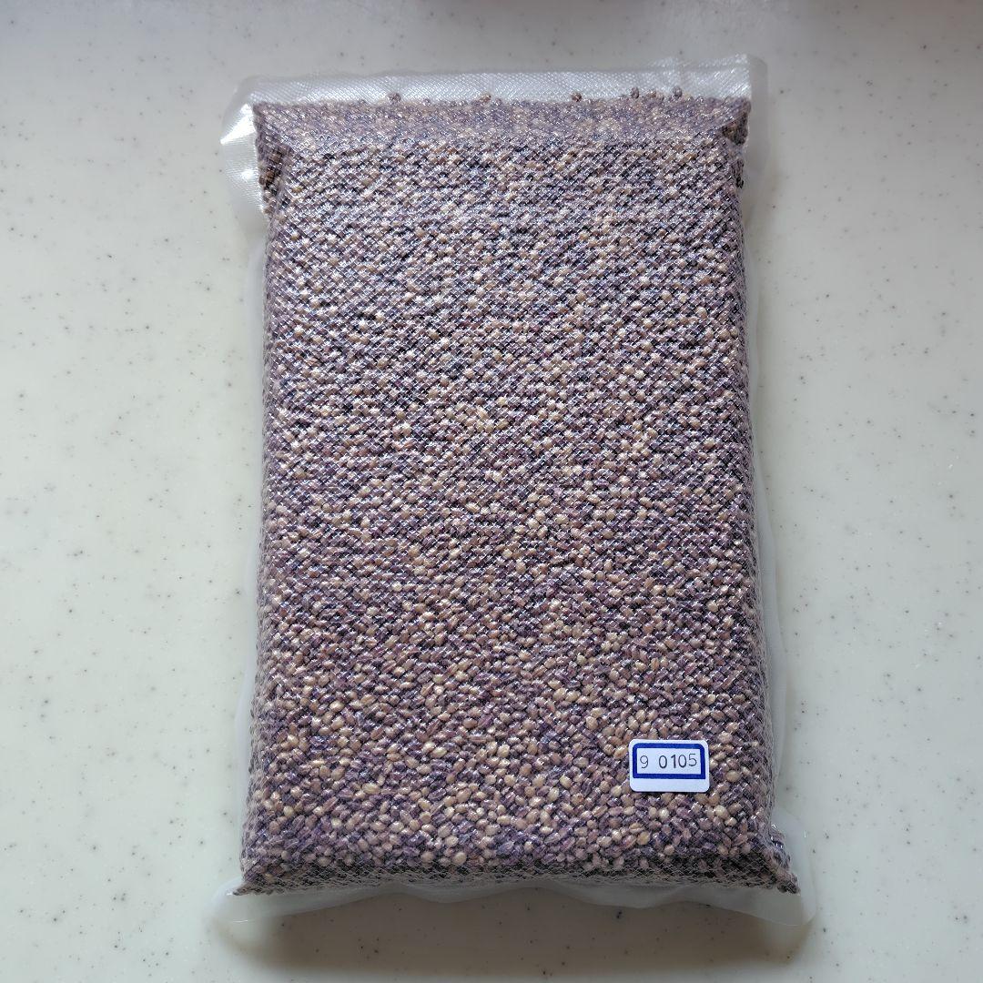 もち麦10kg 紫もち麦 ダイシモチ 美味しく食べやすく精麦済